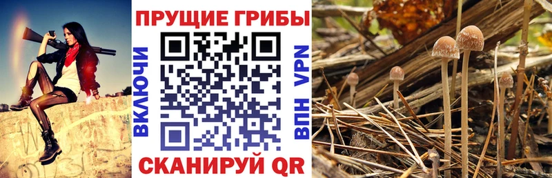 Галлюциногенные грибы Psilocybe  продажа наркотиков  MEGA ссылки  Карачаевск 